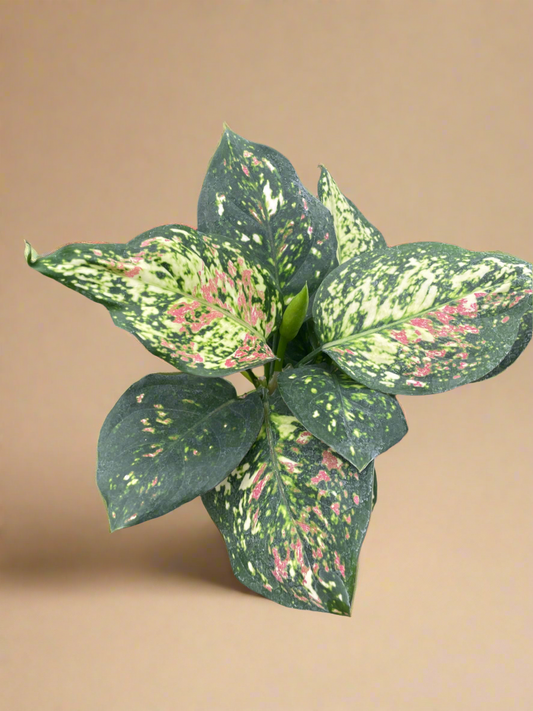 Aglaonema 'Wishes'
