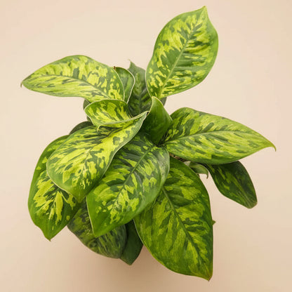 Homalomena ‘Camouflage Wassilii’ - 4” pot