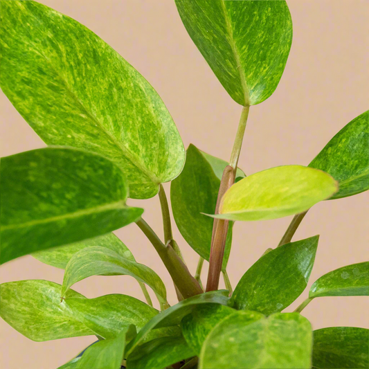 Philodendron 'Painted Lady'