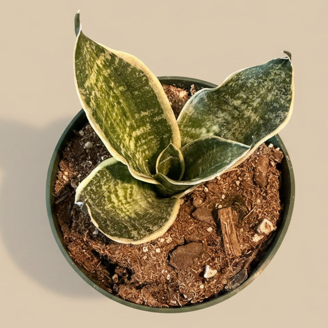 Birds Nest Snake Plant - Sansevieria Hahnii 'Super Star’ 4.5” pot