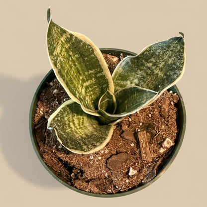Birds Nest Snake Plant - Sansevieria Hahnii 'Super Star’ 4.5” pot