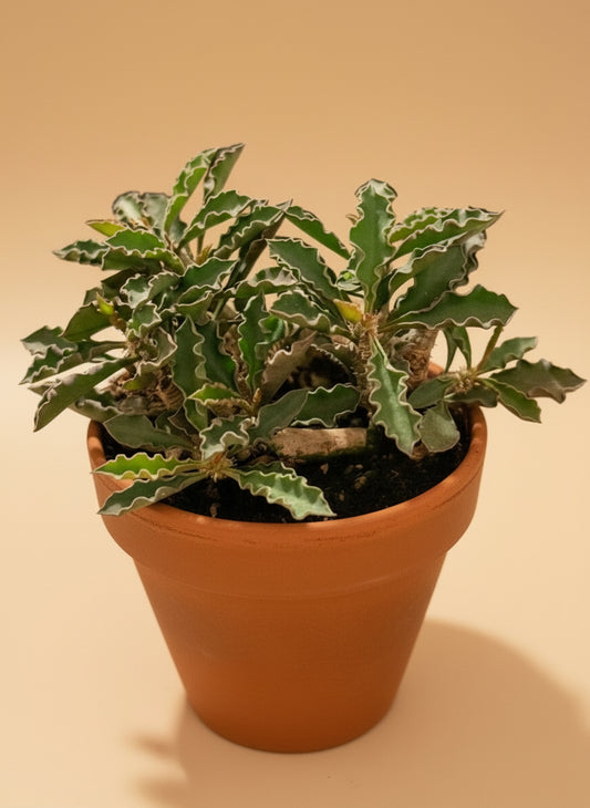 4.5” Euphorbia Decaryi