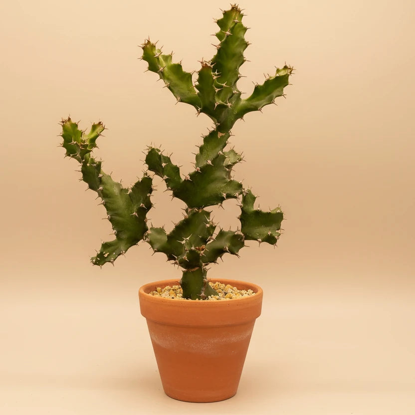 Euphorbia tortillis, twisted spine euphorbia on a beige background in a terracotta pot