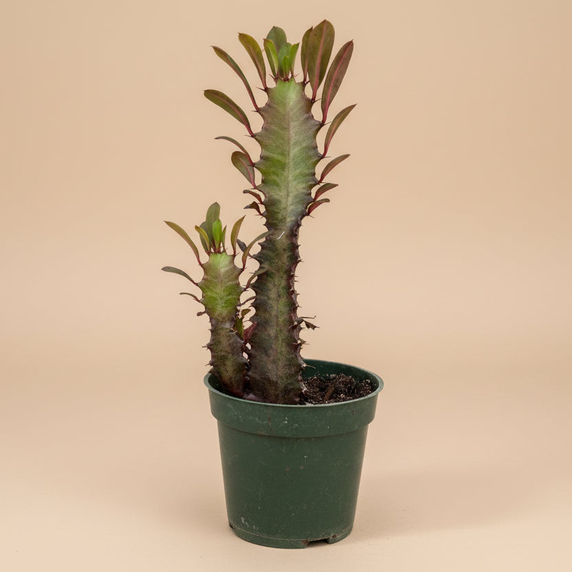 Euphorbia trigona Rubra in a 4.5” pot