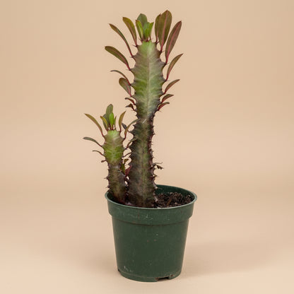 Euphorbia trigona Rubra in a 4.5” pot