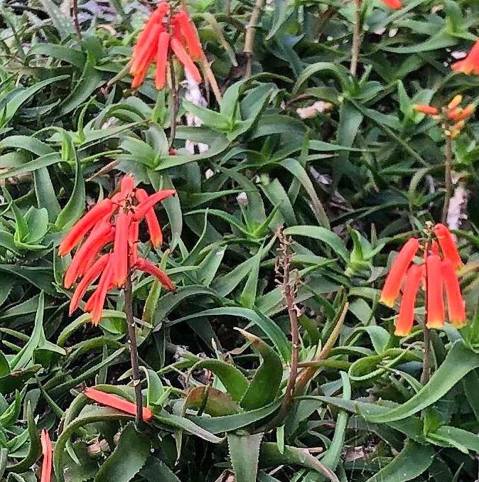 Aloiampelos ciliaris - climbing aloe