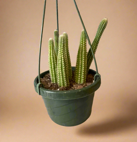 Peanut Cactus – Echinopsis Chamaecereus 6” HB