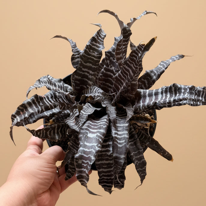 Cryptanthus ‘Zebrinus’ Earth Star Bromeliad