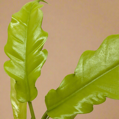 Philodendron 'Golden Crocodile'