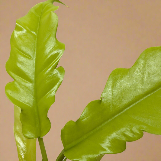 Philodendron 'Golden Crocodile'