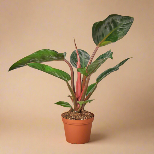 Philodendron 'Congo Rojo'