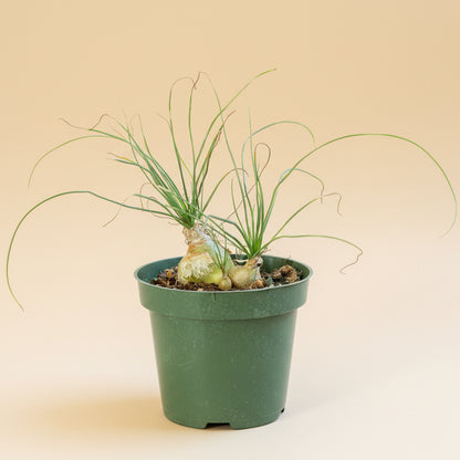 Climbing Onion (Bowiea volubilis)