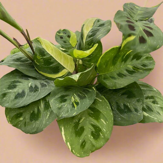 Maranta Variegated 'Beauty Kim'