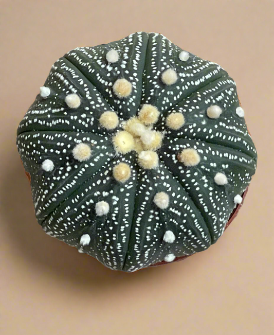 2” Astrophytum Asterias – Sand Dollar Cactus
