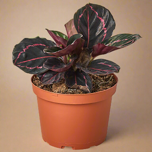 Calathea 'Dottie'