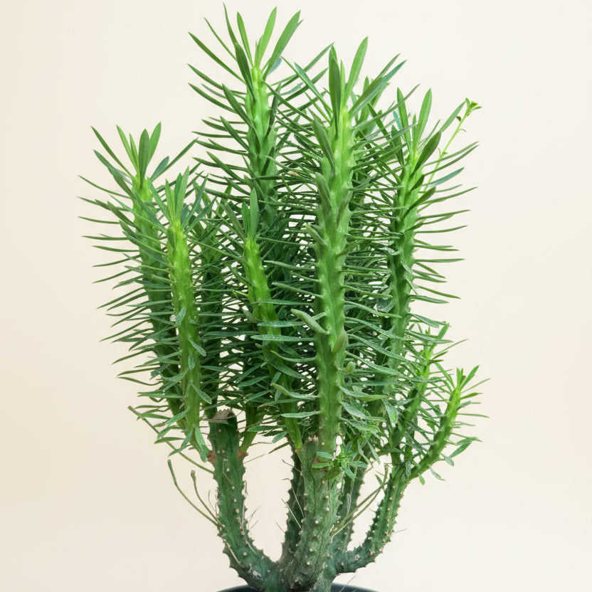 Euphorbia Clava-Club Spurge 6” pot