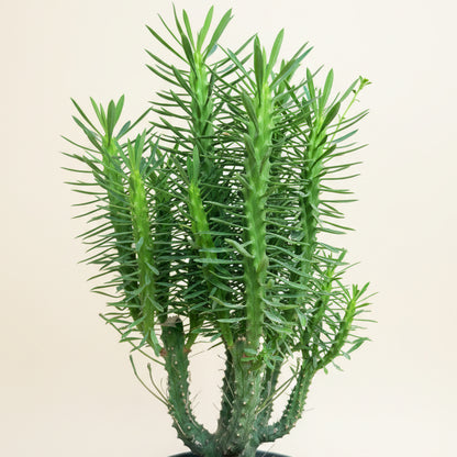 Euphorbia Clava-Club Spurge 6” pot