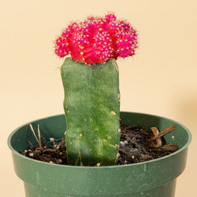 Grafted Moon Cactus - Gymnocalycium mihanovichii