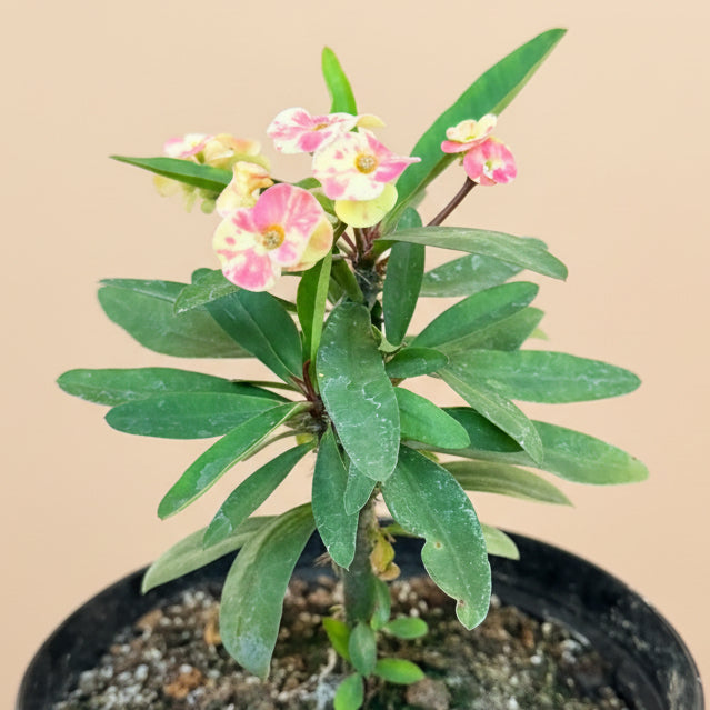 Crown of Thorns (Euphorbia Milii)- 8” pot