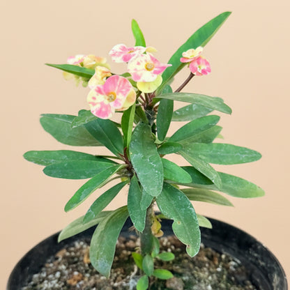 Crown of Thorns (Euphorbia Milii)- 8” pot