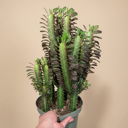 Euphorbia Trigona Rubra