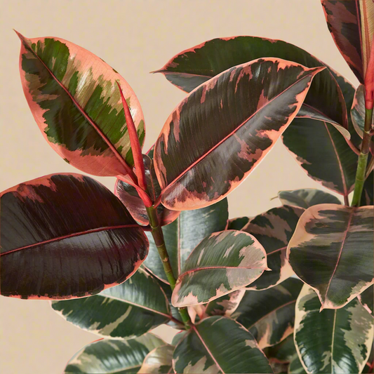 Ficus Elastica 'Ruby Pink'