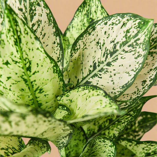 Aglaonema ‘Snow White’