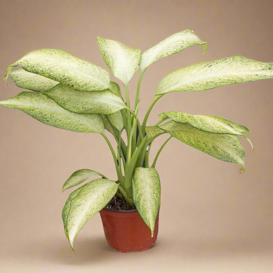 Dieffenbachia 'Camouflage'