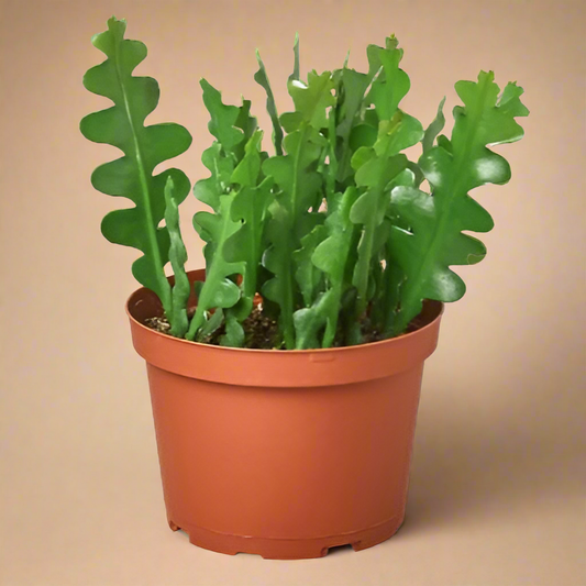 Epiphyllum 'Ric Rac' Cactus