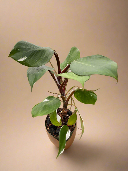 Philodendron 'White Knight'