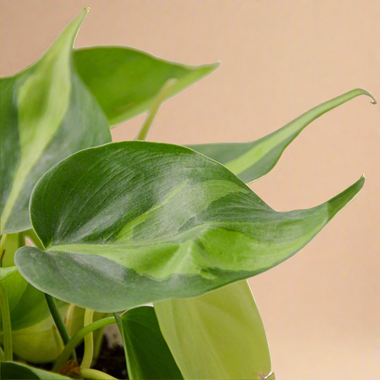 Philodendron Cordatum 'Brasil'