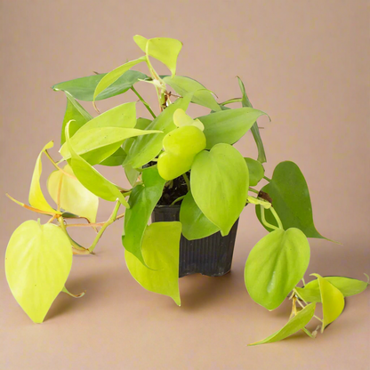 Philodendron 'Neon'
