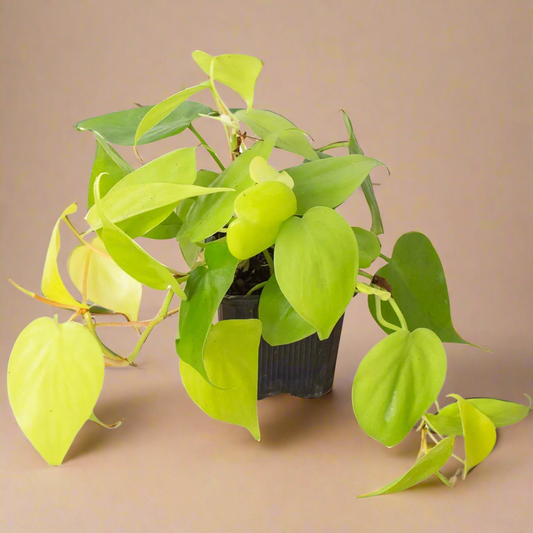 Philodendron 'Neon'