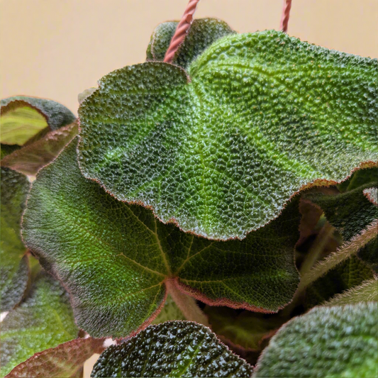 Begonia 'Soli Mutata'