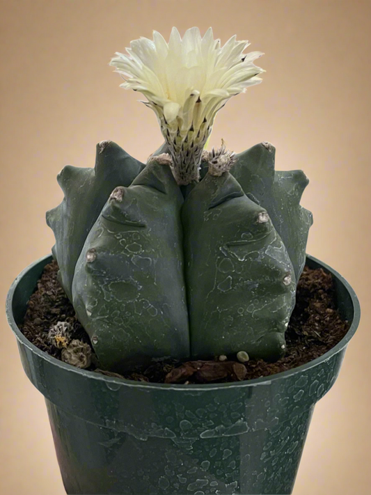 Astrophytum Myriostigma cv. Kikko Nudum