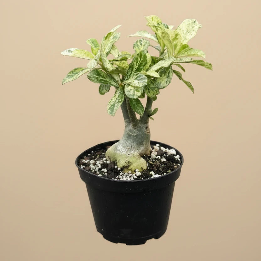 Variegated Grafted Desert Rose 8” pot