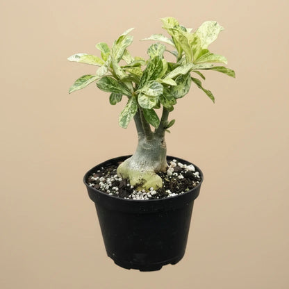 Variegated Grafted Desert Rose 8” pot