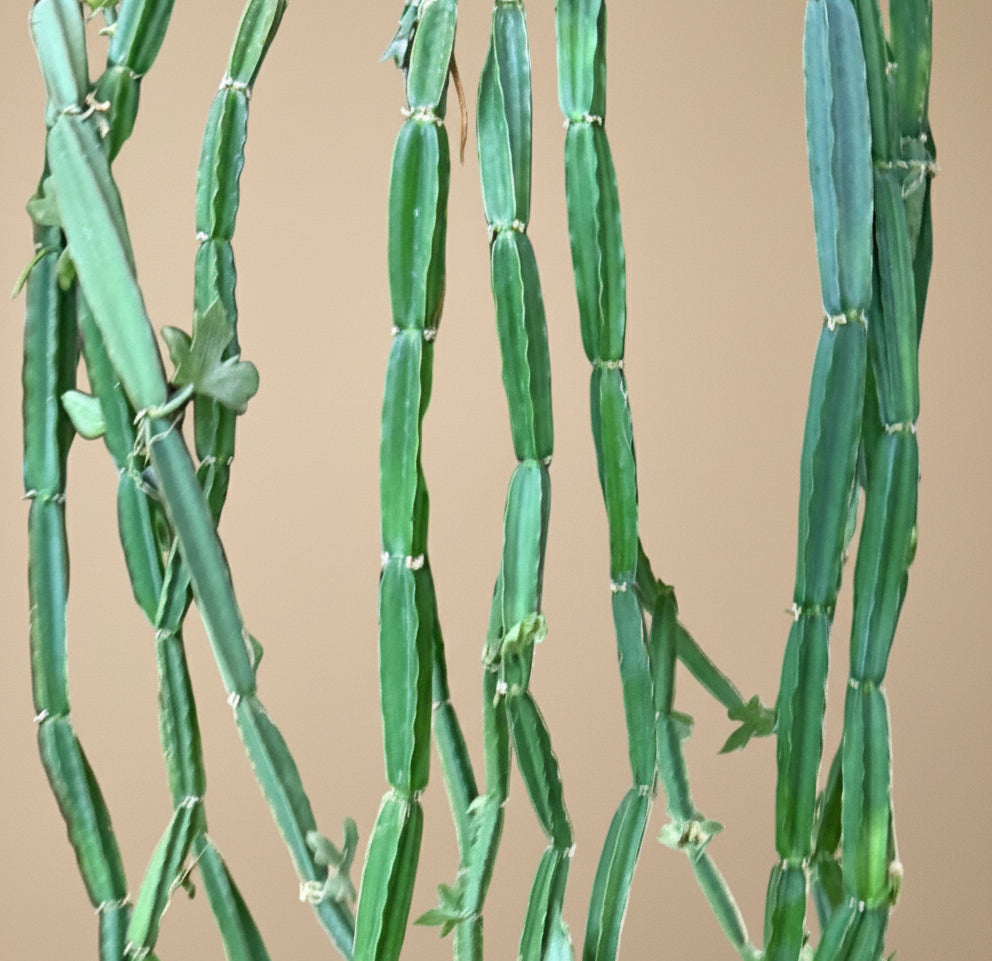 Close-up of Cucumber Cactus (Cissus quadrangularis plant against a beige background