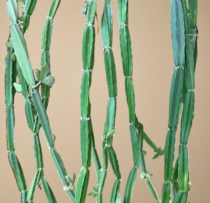 Close-up of Cucumber Cactus (Cissus quadrangularis plant against a beige background