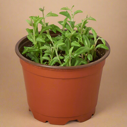 String of Dolphins - Senecio Peregrinus