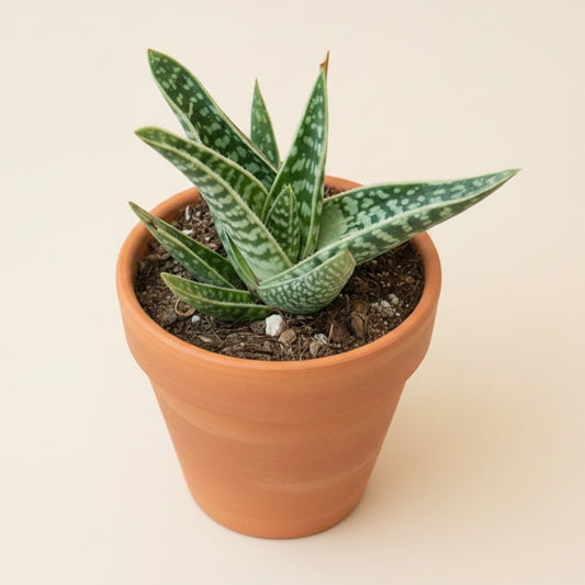 Gonialoe variegata “Tiger Aloe” in a 4.5-Inch Grower’s Pot