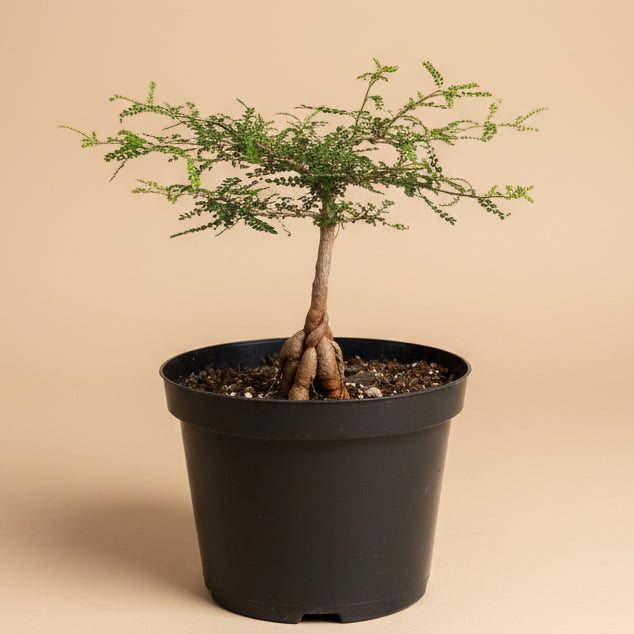 Operculicarya Decaryi - Elephant Tree