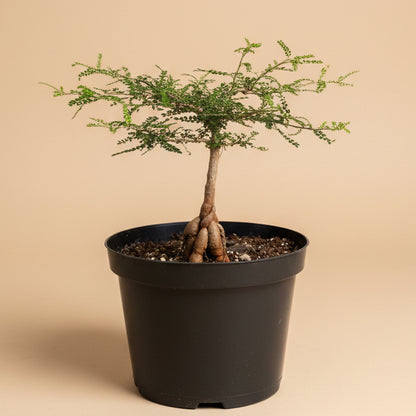 Operculicarya Decaryi - Elephant Tree