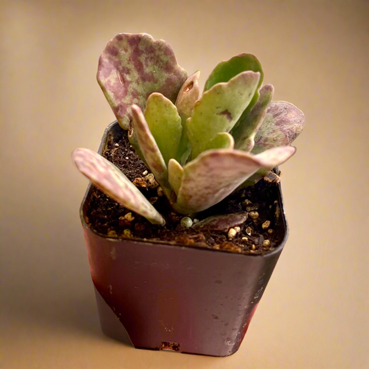 Kalanchoe Humilis ‘Desert Surprise’
