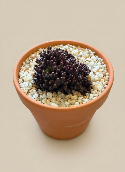 Mammillaria Bocasana f. Monstruosa cv. Fred in a terracotta pot with pebbles on a beige background