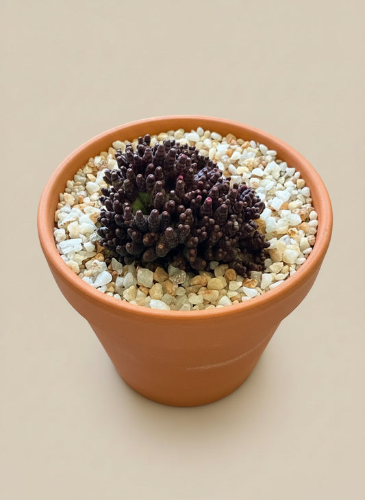 Mammillaria Bocasana f. Monstruosa cv. Fred in a terracotta pot with pebbles on a beige background
