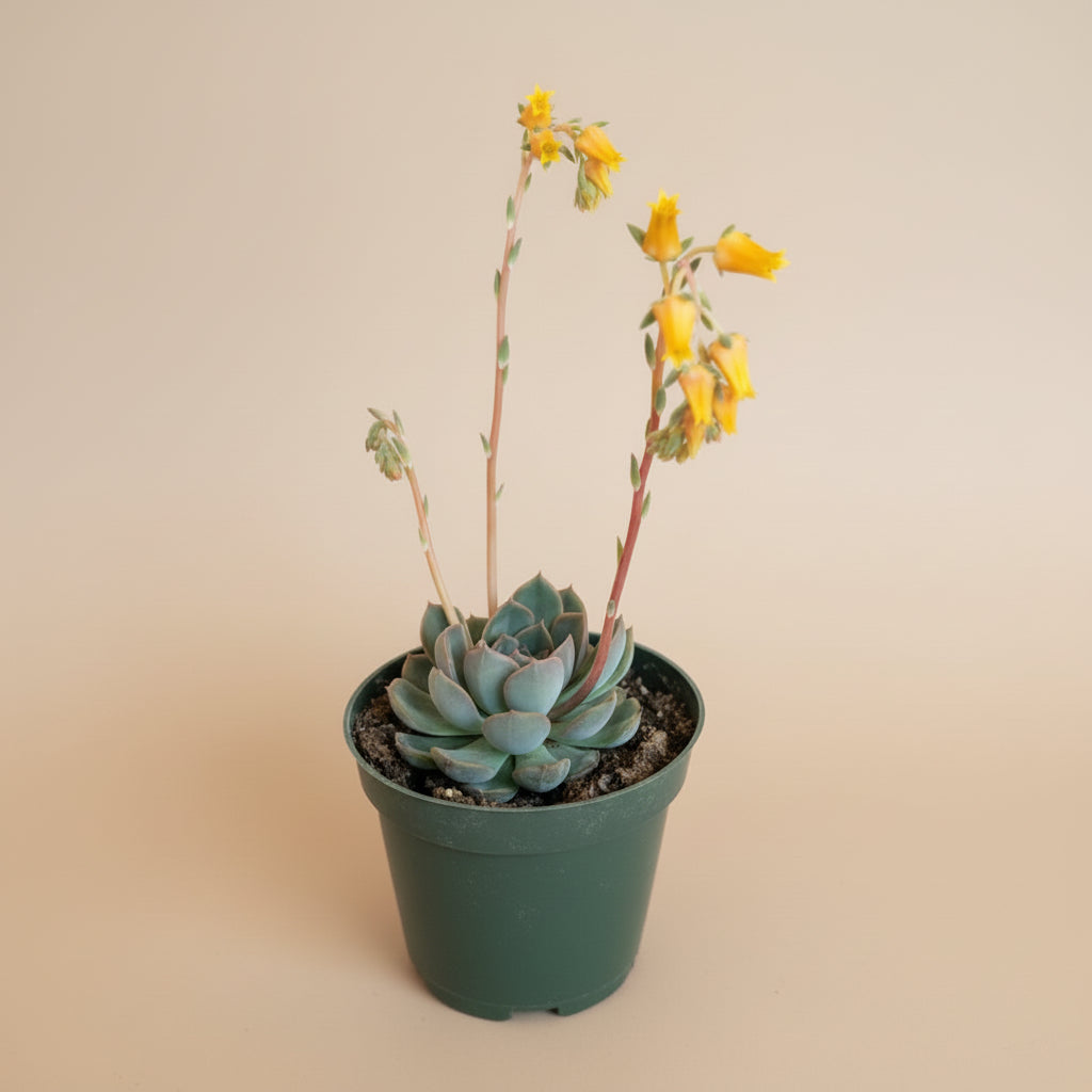 Echeveria Pulidonis – 4.5” Pot