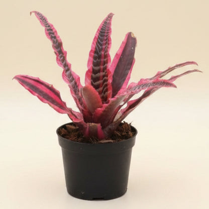 Cryptanthus Fosterianus 'Elaine’