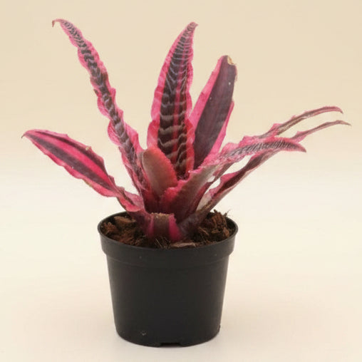 Cryptanthus Fosterianus 'Elaine’