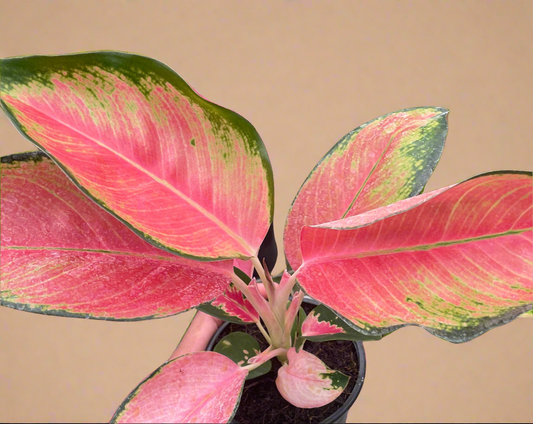 Chinese Evergreen 'Pink Pearl'